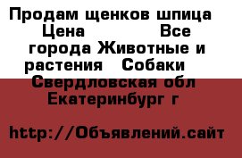 Продам щенков шпица › Цена ­ 20 000 - Все города Животные и растения » Собаки   . Свердловская обл.,Екатеринбург г.